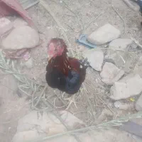 خروس لاری چابهاری