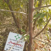 نمونه و درجه یک نهال بادام