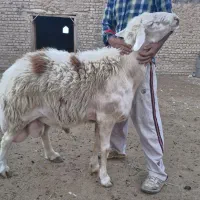 قوچ بروجردی