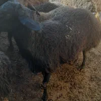 بره قوچ ۱ ساله و۳سال|حیوانات مزرعه|نوبران, |دیوار