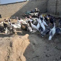 بوقلمون|حیوانات مزرعه|دزفول, |دیوار