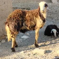 بره پلنگی گل‌گلی قوچی
