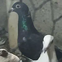 خارجی خوب|پرنده|برازجان, |دیوار