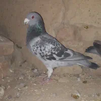 کبوتر پلاکی