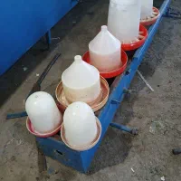 دان خوری مرغ