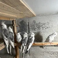 طوطی عروس|پرنده|نوشهر, |دیوار