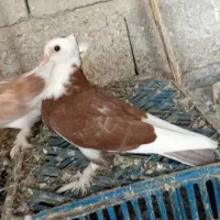 کفتر|پرنده|آسمینون, |دیوار