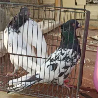 کله سیاه و سبز|پرنده|شیراز, کوشک میدان|دیوار