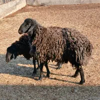 بره نر چاق درجه ۱