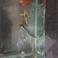 کوی سوپرباله|ماهی|قم, آزادگان|دیوار