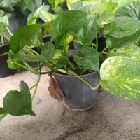 انواع گل|گل و گیاه طبیعی|آزادشهر, |دیوار