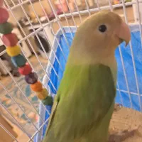 جوجه طوطی برزیلی دوماهه