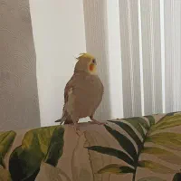 طوطی عروس هلندی|پرنده|رشت, نیکمرام|دیوار