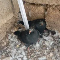 کبوتر پلاکی 40عدد|پرنده|سپیدان, |دیوار