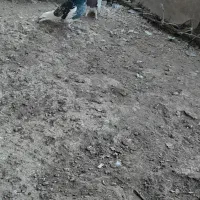 کبوتر|پرنده|تربت‌حیدریه, شهید بهشتی|دیوار