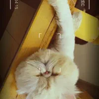 واگذاری گربه پرشین