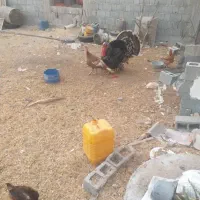 بوقلمون نر ماده