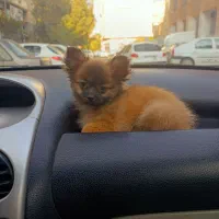 سگ توله اپارتمانی|سگ|کهریزک, |دیوار