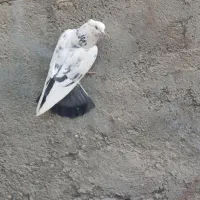 کفتر نر و ماده