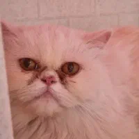 واگذاری گربه پرشین