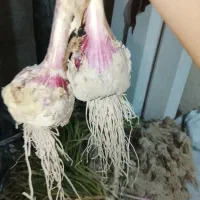 پیاز سیر محلی شهر ابدان