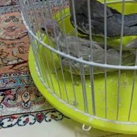 عروس هلندی