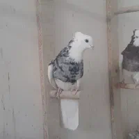 ۲۳ تا طوقی|پرنده|کشکوئیه, |دیوار