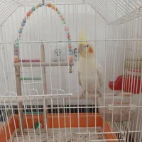 عروس هلندی لوتینو|پرنده|نجفآباد, شهرک بهاران|دیوار