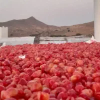 زغال اخته خشک بدون هسته|خوردنی و آشامیدنی|تهران, سلسبیل شمالی|دیوار