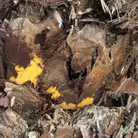 نخل فونیکس ۴۰ ساله|گل و گیاه طبیعی|ساری, |دیوار