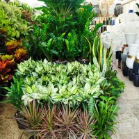 خدمات باغبانی وگل آپارتمانی درمنزل وشرکت|خدمات باغبانی و درختکاری|تهران, توحید|دیوار
