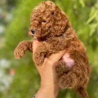 توله پودل توی رنگ رد قهوه ای و قهوه ای تیره ۷۰روزه