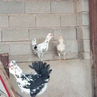 تخم مرغ گلین|حیوانات مزرعه|زرقان, |دیوار