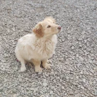 سگ بازیگوش|سگ|بردسکن, |دیوار