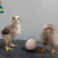 جوجه مرغ محلی ۱۵ روزه ۸۵ یکماهه ۱۲۰