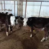 ۲ راس گوساله سیمینتال ماده
