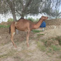 شتر اووس شیری