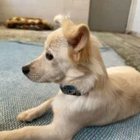 اشپیزنر۱ساله شناسنامه دار