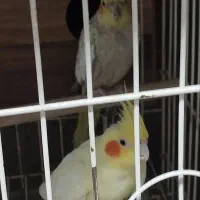 عروس هلندی و طوطی برزیلی