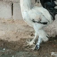 مرغ و خروس دیلگونی فول پاپر تخمگذار