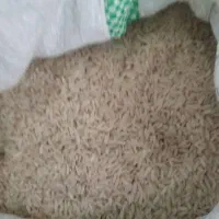 برنج هاشمی درجه یک گیلان استانه اشرفیه به شرط پخت