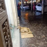 دور میدون حشمت با سرویس بهداشتی