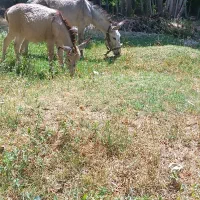 الاغ ماده با کری ماده ارام جوان
