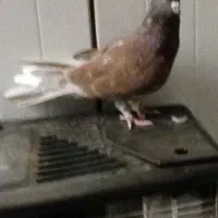 کبوتر تهرانی به شب گرفتم|پرنده|زابل, |دیوار