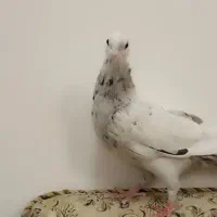 کبوتر شهری و سرور|پرنده|مرودشت, بیست متری بیمارستان|دیوار