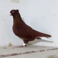 جفت سرخ دم سفید