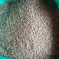 عدس ریز کانادایی عمده