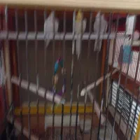 فروش قفس چوبی دستکش ساز شیک با عروس وکوتوله|پرنده|یزد, |دیوار