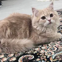 گربه زیبا
