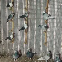 کبوتر|پرنده|شیراز, فرگاز|دیوار